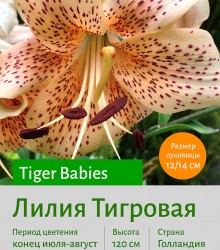  Тигровая лилия Tiger Babies